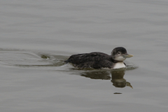 Geelsnavelduiker 5-ZuidHolland 23-1-2022