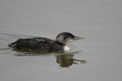 Geelsnavelduiker-ZuidHolland 23-1-2022