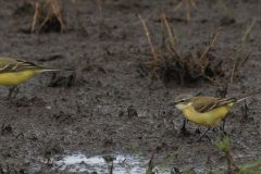 Noordse - en Gele kwikstaart, ♀  1-Dannemeer 14-5-2016