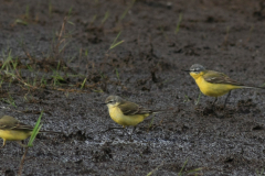 Noordse - en Gele kwikstaart, ♀ en ♂  2-Dannemeer 14-5-2016