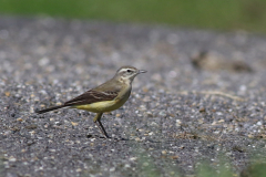 Gele kwikstaart, ♀  Groningen-kust 14-5-2024