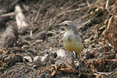 Gele kwikstaart, adult ♀ -Groningen-prov. 6-8-2008