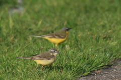 Gele kwikstaart, ♀ en ♂ -Zuidlaardermeergebied 14-5-2014