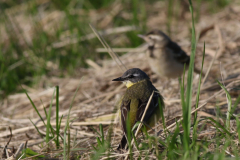 Gele kwikstaart,adult en juv. Drenthe 13-7-2020