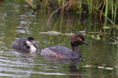 Geoorde fuut 1 Zuidlaardermeergebied 7-7-2019