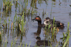 Geoorde fuut Zuidlaardermeergebied 2-6-2019