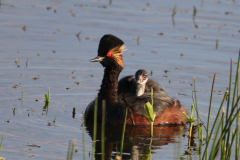 Geoorde fuut Zuidlaardermeergebied 29-5-2019