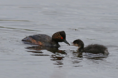 Geoorde fuut Zuidlaardermeergebied 7-7-2019