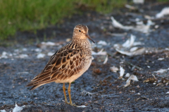 Gestreepte strandloper, adult  Dannemeer 17-9-2020 b