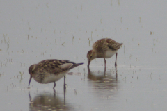 Gestreepte strandloper, adult en 1e kj.  1-Lauwersmeer 5-10-2014