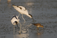 Gestreepte strandloper en Kluut  1-Lauwersmeer 7-8-2016