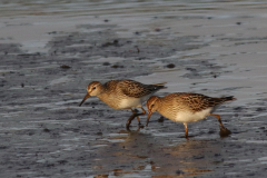 Gestreepte strandloper, 1e kj. Dannemeer 16-9 2020