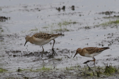 Gestreepte strandloper, 1e kj. en Kemphaan, 1e kj.  Dannemeer 8-9-2020