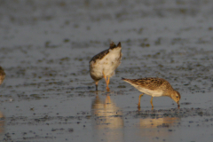 Gestreepte strandloper 2-Lauwersmeer 7-8-2016