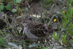 Gestreepte strandloper, adult  4-Lauwersmeer 22-10-2014