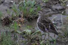 Gestreepte strandloper, adult  5-Lauwersmeer 22-10-2014