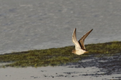 Gestreepte strandloper-Dannemeer 9-9-2020