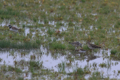 Gestreepte strandloper-Lauwersmeer 5-9-2014