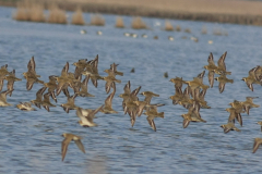 Goudplevier 1-Lauwersmeer 20-4-2012 2