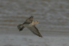 Goudplevier, juv. Groningen-kust 22-7-2009 b