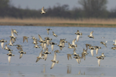 Goudplevier 2-Lauwersmeer 20-4-2012