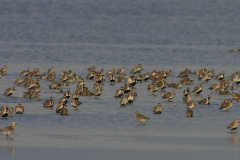 Goudplevier 3-Lauwersmeer 20-4-2012