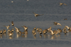 Goudplevier 5-Lauwersmeer 20-4-2012