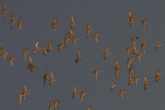 Goudplevier 6-Lauwersmeer 20-4-2012