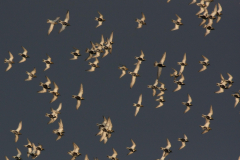 Goudplevier 7-Lauwersmeer 20-4-2012