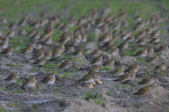 Goudplevier-Friesland -kust 22-9-2011