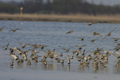 Goudplevier-Lauwersmeer 20-4-2012