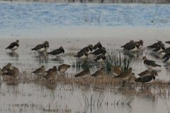 Goudplevier en Kievit-Lauwersmeer 8-12-2015