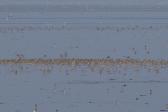 Goudplevier-Texel 9-10-2021