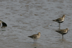 Goudplevier. adult en juv. Groningen-kust 22-7-2009