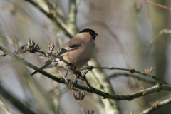 Goudvink 1-Hortus Haren 23-1-2007