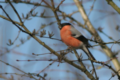 Goudvink-Hortus Haren 22-1-2007