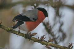 Goudvink-Hortus Haren 24-12-2009