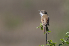 Grasmus 1-Friesland 30-5-2021