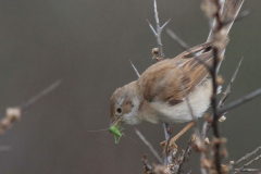 Grasmus 1-Terschelling 2-6-2014