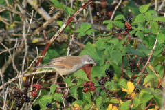 Grasmus 1-Texel 11-9-2011