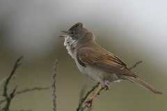 Grasmus 2-Terschelling 2-6-2014