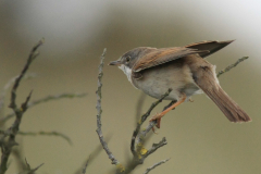 Grasmus 3-Terschelling 2-6-2014