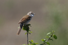 Grasmus-Friesland 30-5-2021