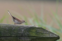 Grasmus-Lauwersmeer 5-7-2009