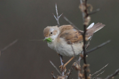 Grasmus-Terschelling 2-6-2014