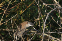 Grasmus-Texel 11-9-2011