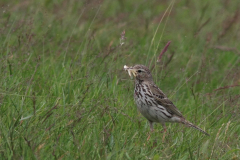 Graspieper-Ameland 30-6-2016