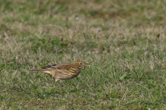 Graspieper-Texel 11-10-2010