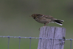 Graspieper-Texel 21-10-2015