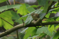 Grauwe fitis 1-Schiermonnikoog 18-6-2014